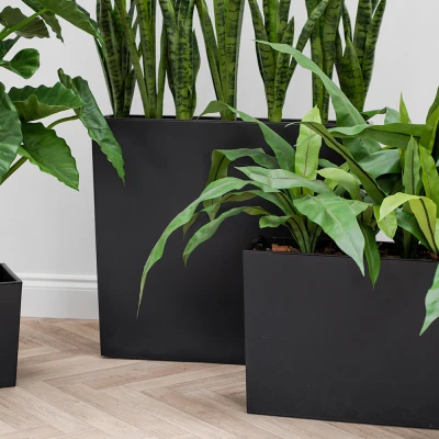 plantes de firesilx en pots